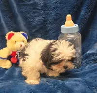 Banjo, a male Shichon for sale in Kit Carson, CO – 6 of 10