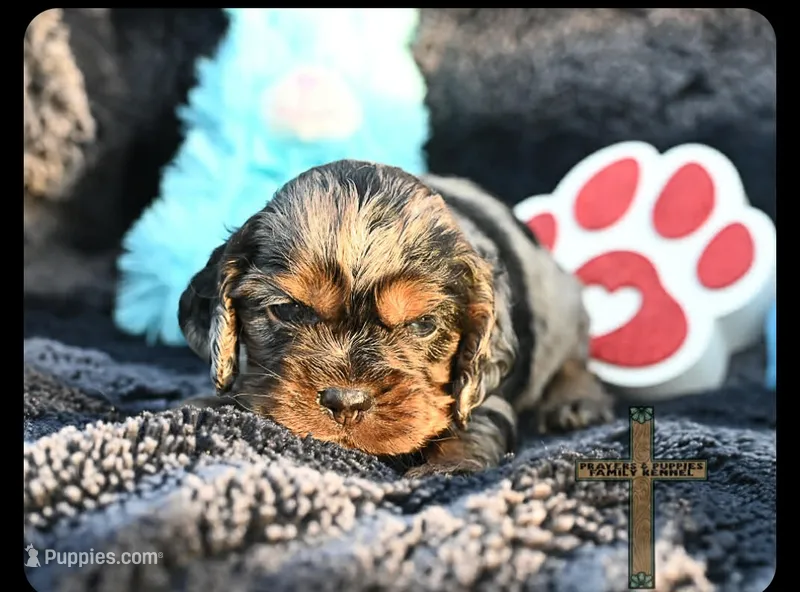 Oliver – Cocker Spaniel puppy for sale in Kit Carson, CO