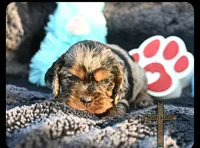 Oliver, a male Cocker Spaniel for sale in Kit Carson, CO – 1 of 3