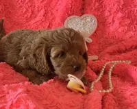 Winnie, a female Cockapoo for sale in Kit Carson, CO – 5 of 10