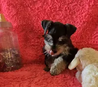 Heidi, a female Miniature Schnauzer for sale in Kit Carson, CO – 7 of 10