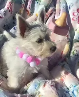 Misty, a female West Highland White Terrier for sale in Kit Carson, CO – 2 of 5