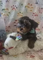 Sir Naps-A-lot, a male Yorkshire Terrier for sale in Kit Carson, CO – 4 of 10