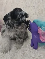 Roxy, a female Miniature Schnauzer for sale in Kit Carson, CO – 5 of 10