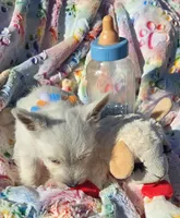 Jasper, a male West Highland White Terrier for sale in Kit Carson, CO – 5 of 6