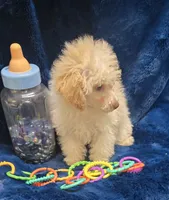 Alfredo, a male Poodle - Toy  for sale in Kit Carson, CO – 6 of 8