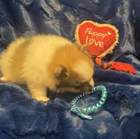 Oso, a male Pomeranian for sale in Kit Carson, CO – 6 of 8