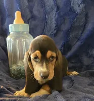 Fred, a male Basset Hound for sale in Kit Carson, CO – 7 of 7