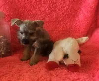 Schatzie, a female Miniature Schnauzer for sale in Kit Carson, CO – 6 of 10