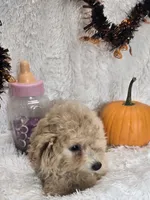 Tiffany, a female Poochon for sale in Kit Carson, CO – 10 of 10