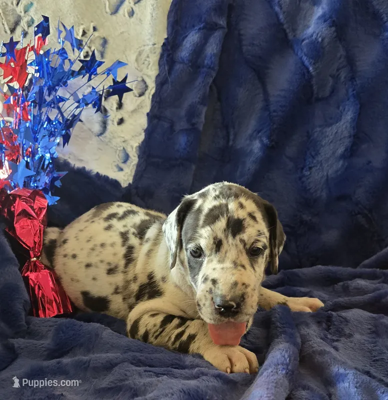Zeus – Great Dane puppy for sale in Kit Carson, CO
