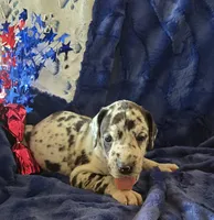 Zeus, a male Great Dane for sale in Kit Carson, CO – 1 of 10