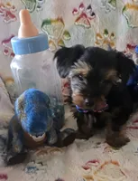 Thurston Howell, a male Yorkshire Terrier for sale in Kit Carson, CO – 5 of 10