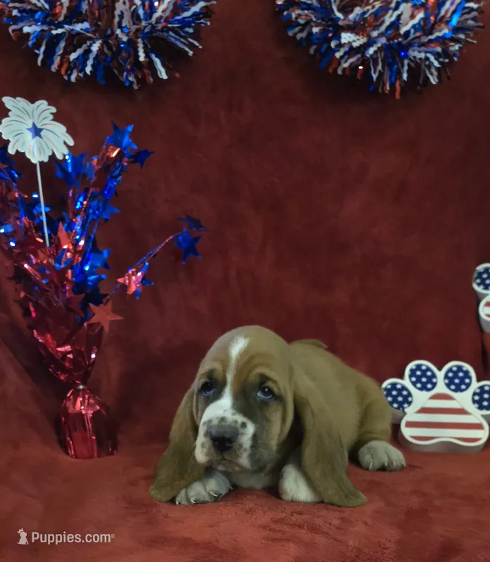 Jethro – Basset Hound puppy for sale in Kit Carson, CO