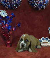 Jethro, a male Basset Hound for sale in Kit Carson, CO – 1 of 10