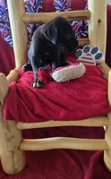 Ebony, a female Great Dane for sale in Kit Carson, CO – 9 of 10