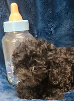 Franklin, a male Peekapoo for sale in Kit Carson, CO – 10 of 10