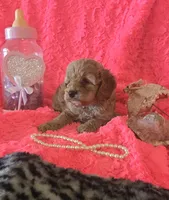 Hazel, a female Cockapoo for sale in Kit Carson, CO – 4 of 10