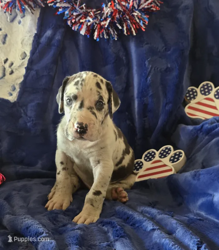 Goliath – Great Dane puppy for sale in Kit Carson, CO