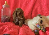 Molly, a female Cockapoo for sale in Kit Carson, CO – 9 of 10