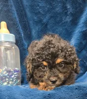 Felix, a male Peekapoo for sale in Kit Carson, CO – 2 of 9