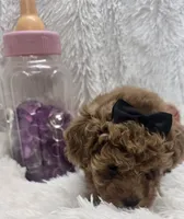 Juliet, a female Poodle - Toy  for sale in Kit Carson, CO – 2 of 10