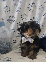 Fonzi, a male Yorkshire Terrier for sale in Kit Carson, CO – 2 of 10