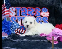Bailey, a female Bichon Frise for sale in Kit Carson, CO – 2 of 2
