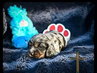 Milo, a male Cocker Spaniel for sale in Kit Carson, CO – 4 of 5