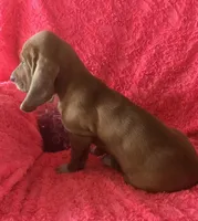 Dolly, a female Basset Hound for sale in Kit Carson, CO – 3 of 10