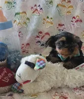 Sir Naps-A-lot, a male Yorkshire Terrier for sale in Kit Carson, CO – 2 of 10