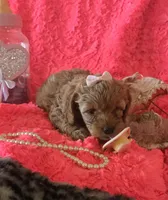 Hazel, a female Cockapoo for sale in Kit Carson, CO – 8 of 10