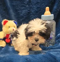 Banjo, a male Shichon for sale in Kit Carson, CO – 4 of 10