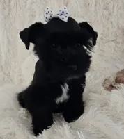 Pepper, a female Miniature Schnauzer for sale in Kit Carson, CO – 5 of 10
