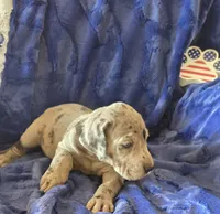 Loki, a male Great Dane for sale in Kit Carson, CO – 7 of 9