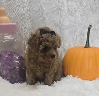 Juliet, a female Poodle - Toy  for sale in Kit Carson, CO – 5 of 10
