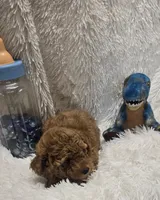Romeo, a male Poodle - Toy  for sale in Kit Carson, CO – 5 of 7