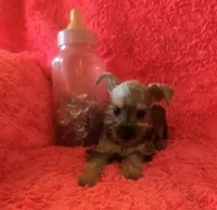 Schatzie, a female Miniature Schnauzer for sale in Kit Carson, CO – 7 of 10