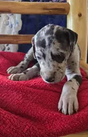 Atlas, a male Great Dane for sale in Kit Carson, CO – 9 of 10