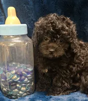 Franklin, a male Peekapoo for sale in Kit Carson, CO – 4 of 10