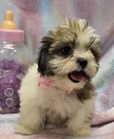 Boojie, a female Shichon for sale in Kit Carson, CO – 3 of 10