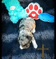 Charlie, a male Cocker Spaniel for sale in Kit Carson, CO – 4 of 5