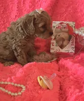 Hazel, a female Cockapoo for sale in Kit Carson, CO – 9 of 10