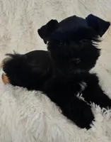Pepper, a female Miniature Schnauzer for sale in Kit Carson, CO – 4 of 10