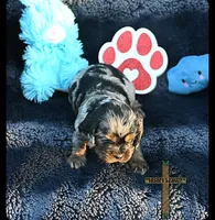 Oliver, a male Cocker Spaniel for sale in Kit Carson, CO – 3 of 3