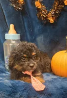 Felix, a male Peekapoo for sale in Kit Carson, CO – 9 of 9