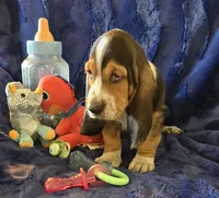Hank, a male Basset Hound for sale in Kit Carson, CO – 2 of 9