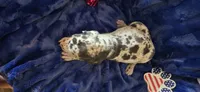 Zeus, a male Great Dane for sale in Kit Carson, CO – 7 of 10