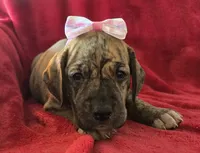 Dakota, a female Great Dane for sale in Kit Carson, CO – 1 of 10