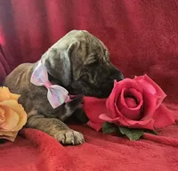 Dakota, a female Great Dane for sale in Kit Carson, CO – 2 of 10